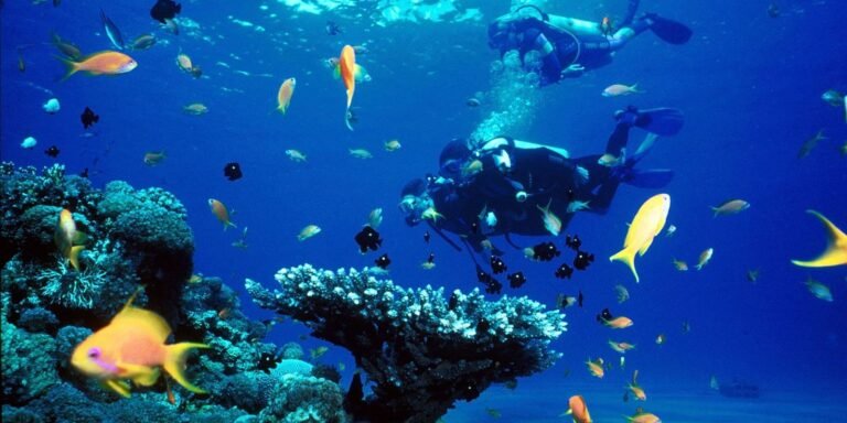 PADI Open Water Course
