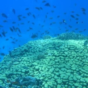 Private Trip to Military Abu Galawa