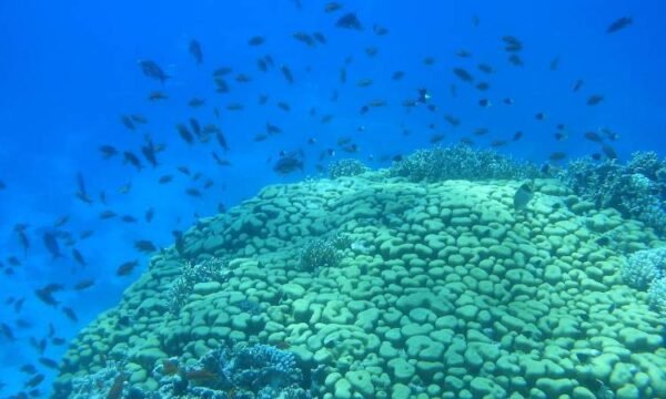 Private Trip to Military Abu Galawa