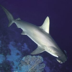 Daily Diving Trip to Shark House