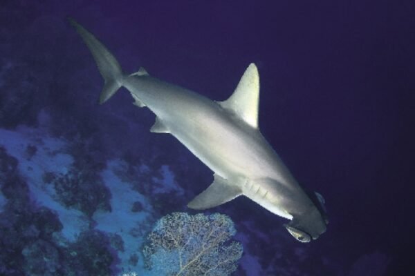 Private Trip to Shark House