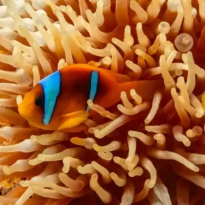 Private Trip to Nemo Garden