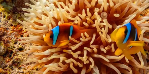 Daily Diving Trip to Nemo Garden
