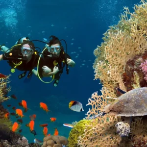 Daily Diving Trip to Turtle House