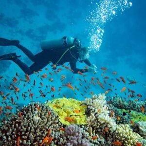 Private Diving Trip to Al Soflani